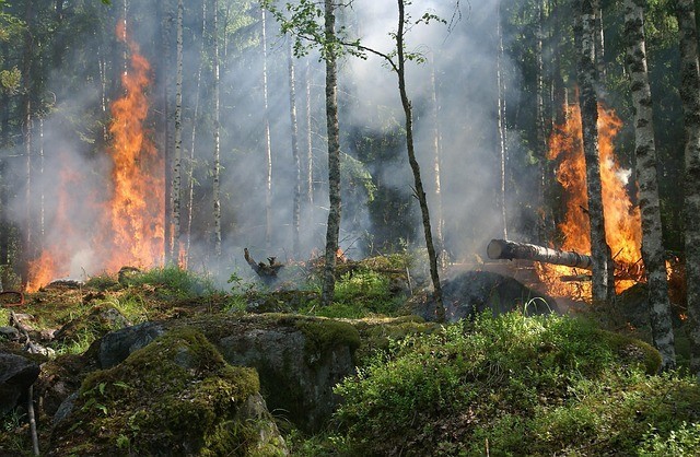 Le roman post-apocalyptique, miroir de nos angoisses écologiques