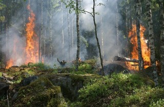 Le roman post-apocalyptique, miroir de nos angoisses écologiques